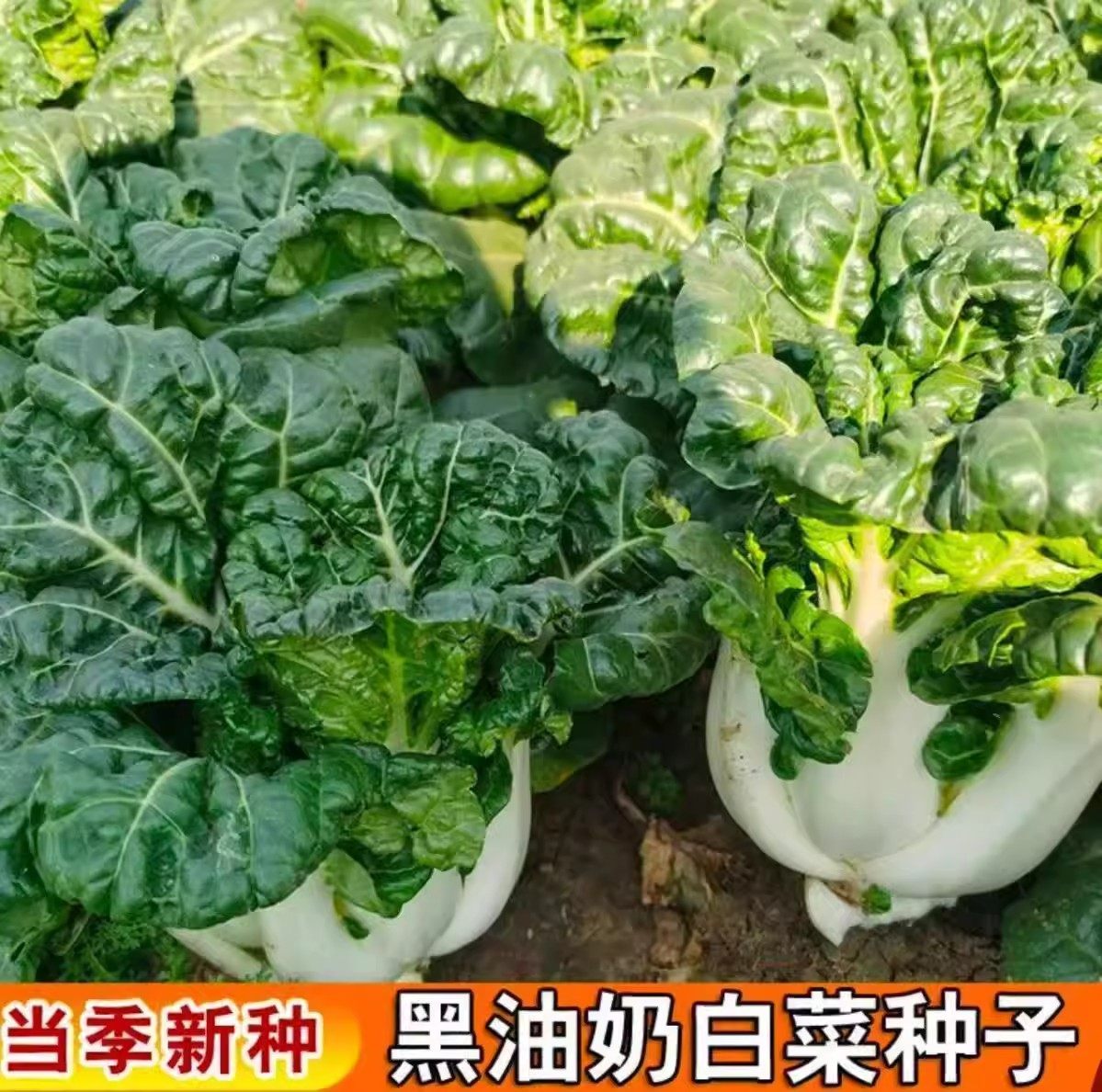 四季蔬菜种子大全白菜萝卜黄瓜辣椒种子青菜香菜白菜生菜番茄小葱,淘宝优惠券,粉丝福利购,淘宝优惠卷