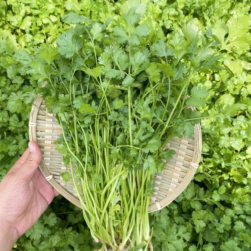 农家香菜种子苗春夏秋冬四季盆栽蔬菜种籽耐寒适合阳台小香菜盆栽 - 图0