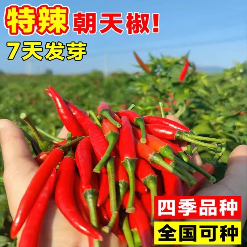 正宗朝天椒四季小米椒辣椒种籽超辣盆栽阳台春高产蔬菜种子孑大全,淘宝优惠券,粉丝福利购,淘宝优惠卷
