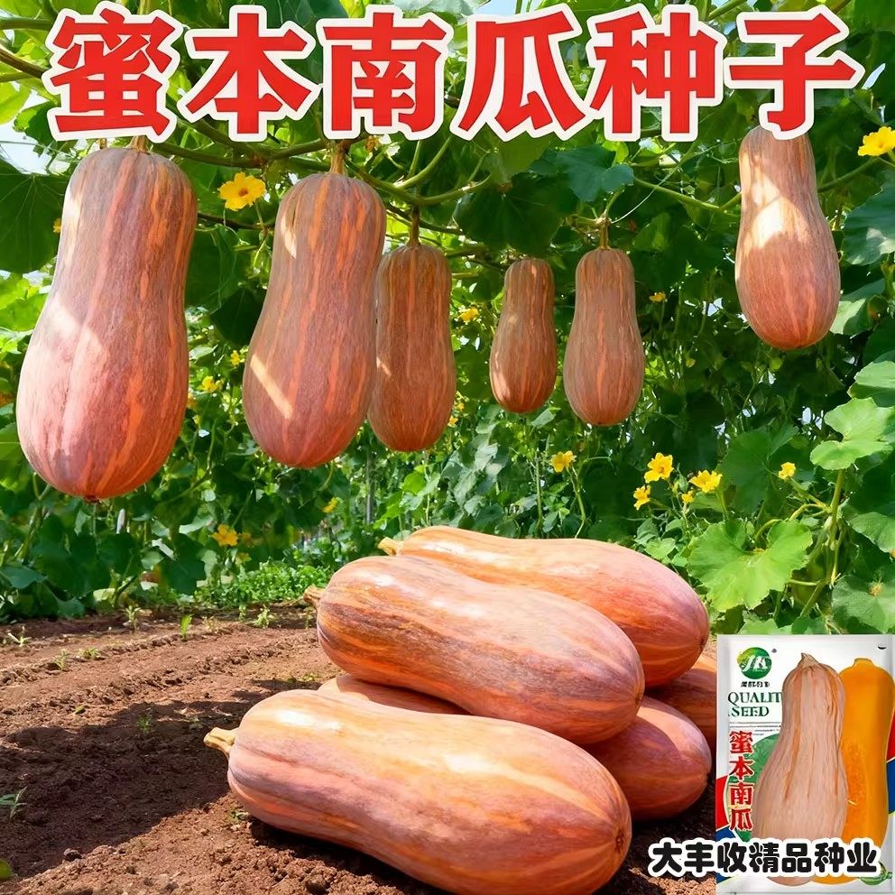 蜜本南瓜种子超甜特甜南瓜种籽高产香甜春季南方四季孑潜力密本,淘宝优惠券,粉丝福利购,淘宝优惠卷