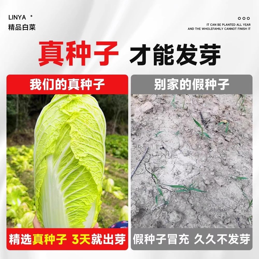 冬储大白菜种子山东秋抗大白菜种籽包心白菜种子抗病高产多叶白菜,淘宝优惠券,粉丝福利购,淘宝优惠卷