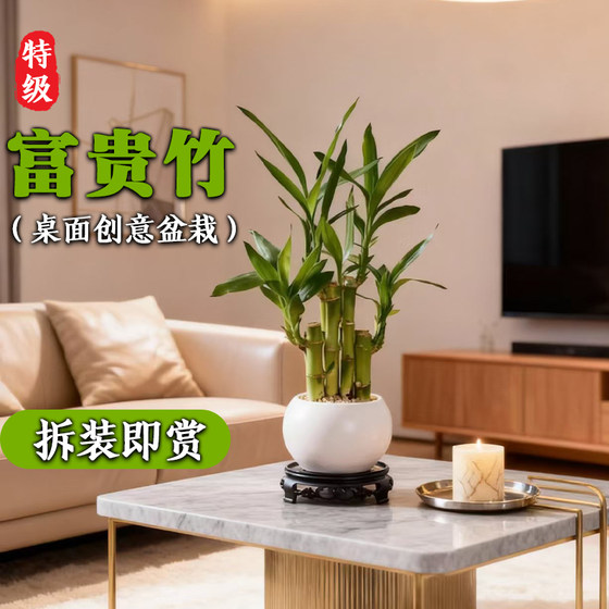 Lucky bamboo purifies the air, attracts wealth and prospers the house as a potted plant