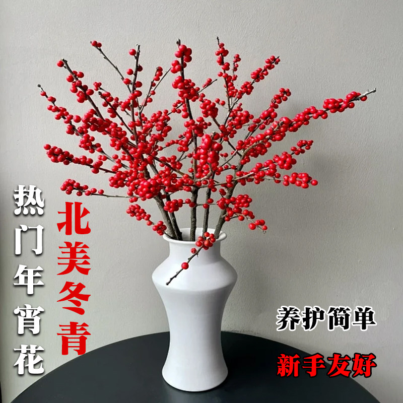 【李佳琦家装潮电暖冬季】年宵花卉蝴蝶兰室内北美冬青高级感盆栽,淘宝优惠券,粉丝福利购,淘宝优惠卷