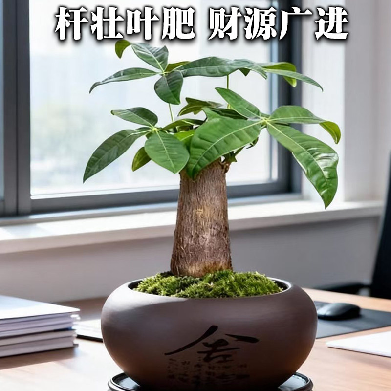 发财树小盆栽花卉植物桌面室内摆件四季好养绿植客厅原生招财树苗,淘宝优惠券,粉丝福利购,淘宝优惠卷