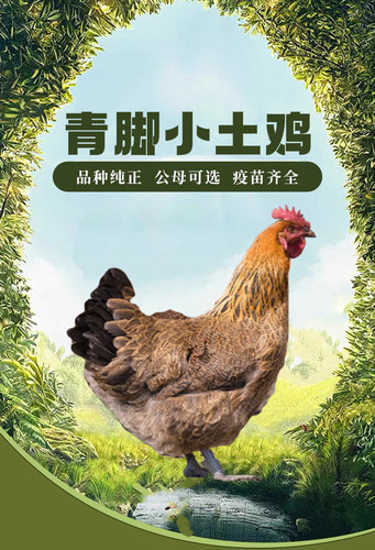 正宗青脚土鸡活苗半大农村散养麻羽土鸡纯种小土鸡高产蛋柴鸡草鸡 - 图3