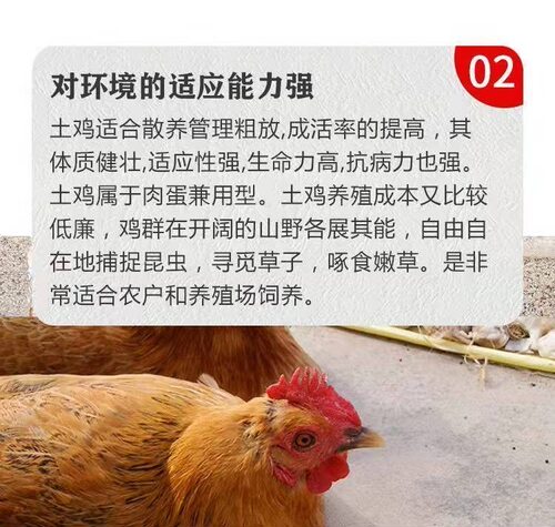 正宗青脚土鸡活苗半大农村散养麻羽土鸡纯种小土鸡高产蛋柴鸡草鸡 - 图1