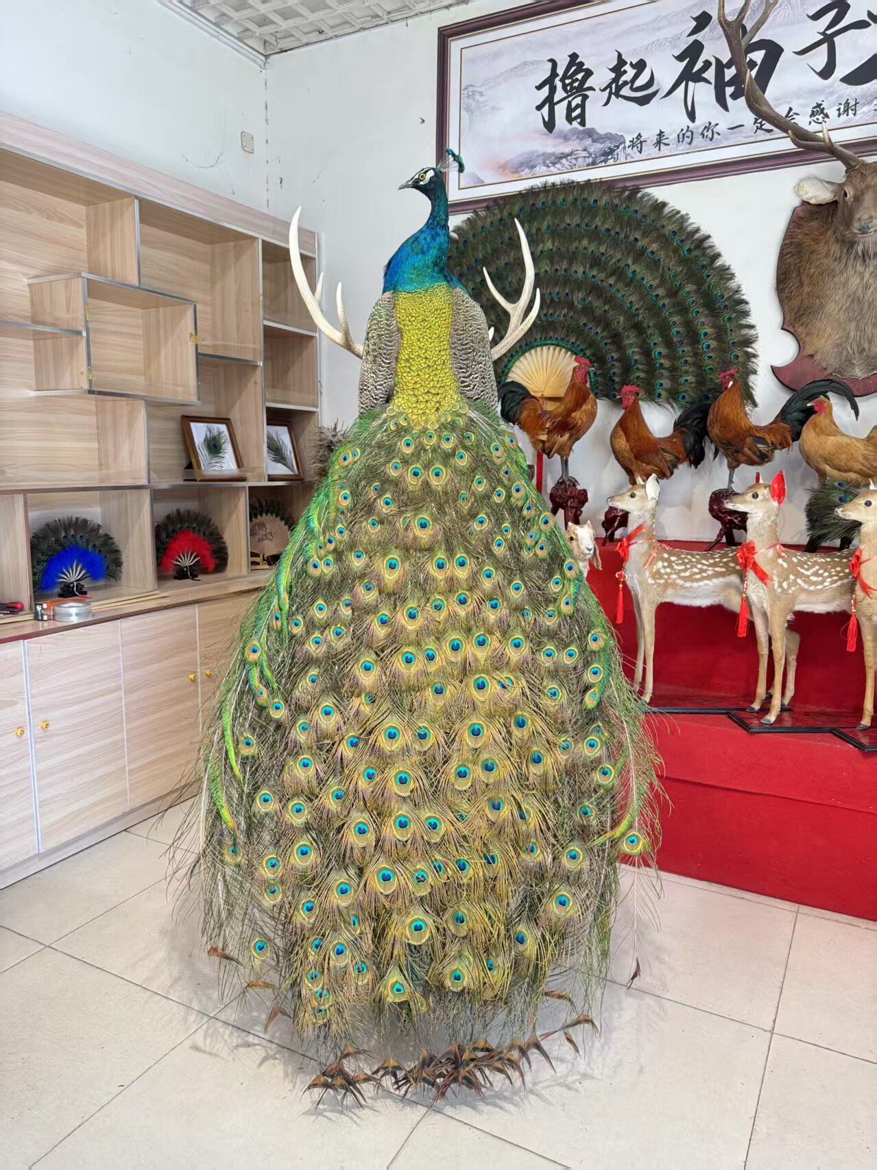 蓝白孔雀标本全真羽毛落地摆件客厅酒店装饰家居工艺精品开业送礼