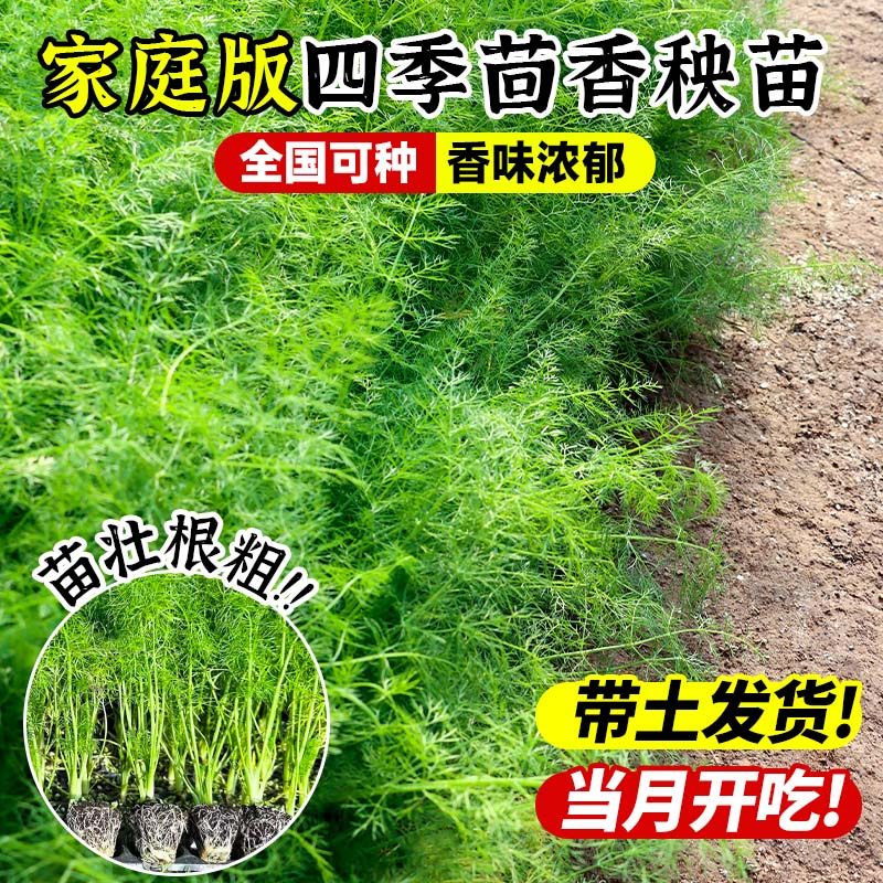 正宗茴香苗秧割茬茴香割完又长味道浓四季盆栽阳台带土球蔬菜秧苗,淘宝优惠券,粉丝福利购,淘宝优惠卷