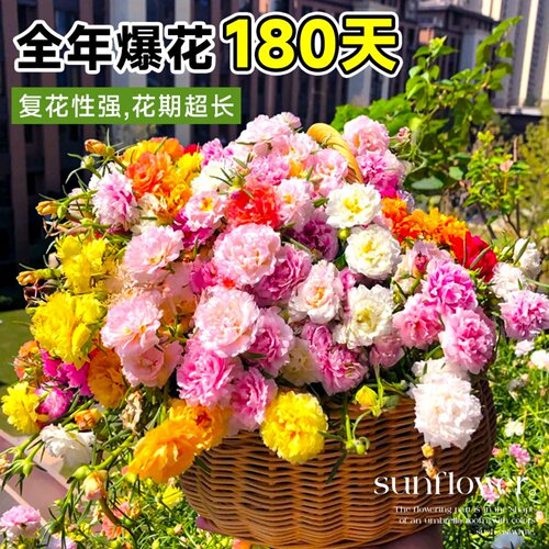 重瓣太阳花苗宿根枝条带根带花苞盆栽室内外好养花卉四季绿植开花 - 图2