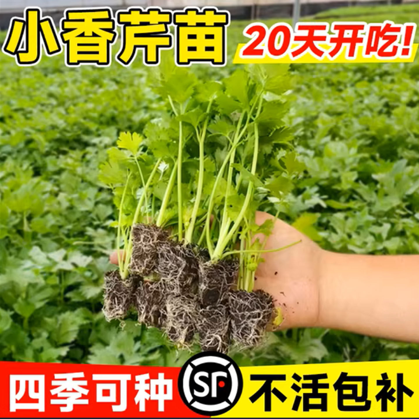 芹菜苗秧蔬菜苗种子籽孑阳台种植四季播番茄苗耐寒易活小香芹批发,淘宝优惠券,粉丝福利购,淘宝优惠卷