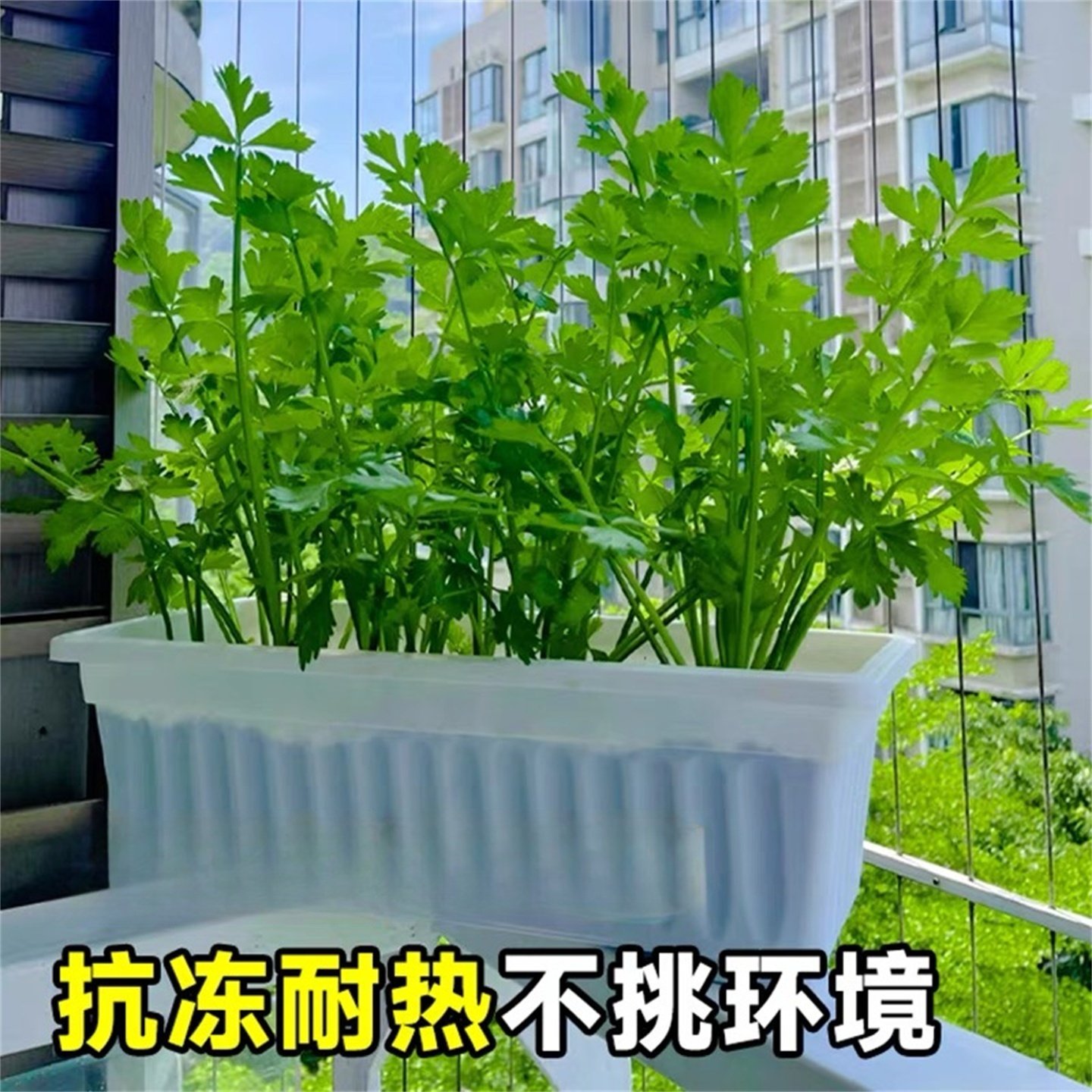 芹菜苗秧蔬菜苗种子籽孑阳台种植四季播番茄苗耐寒易活小香芹批发,淘宝优惠券,粉丝福利购,淘宝优惠卷