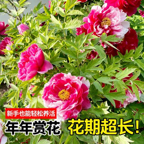 牡丹花大苗盆栽正宗名贵洛阳花卉老桩四季带芽苞重瓣观赏植物缠枝 - 图2