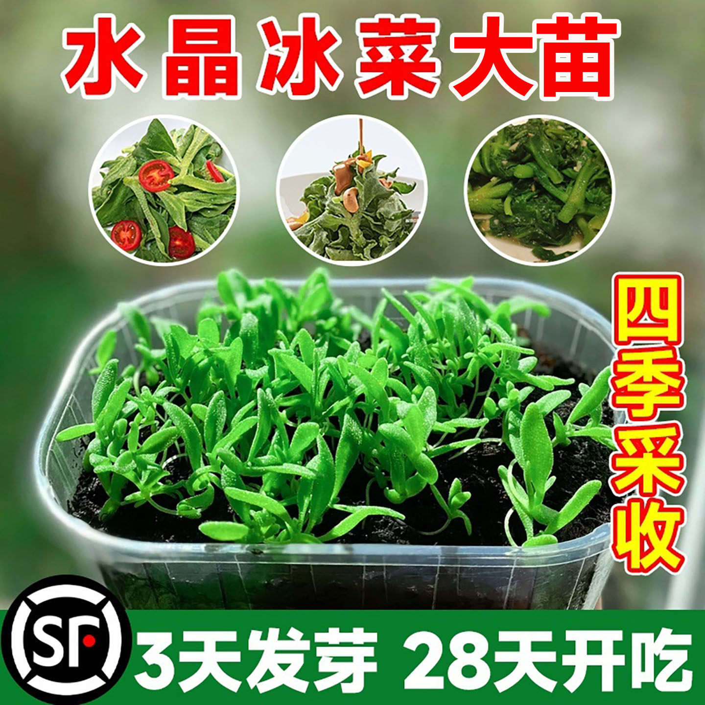 水晶四季大叶冰菜苗带土秧苗盆栽蔬菜种苗冰草幼苗阳台秋冬蔬菜苗,淘宝优惠券,粉丝福利购,淘宝优惠卷