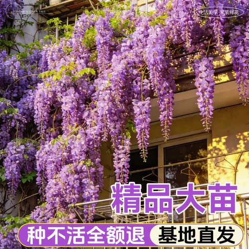 紫藤花树苗爬藤植物多花紫藤萝树苗阳台四季盆栽庭院老桩花卉开花 - 图1