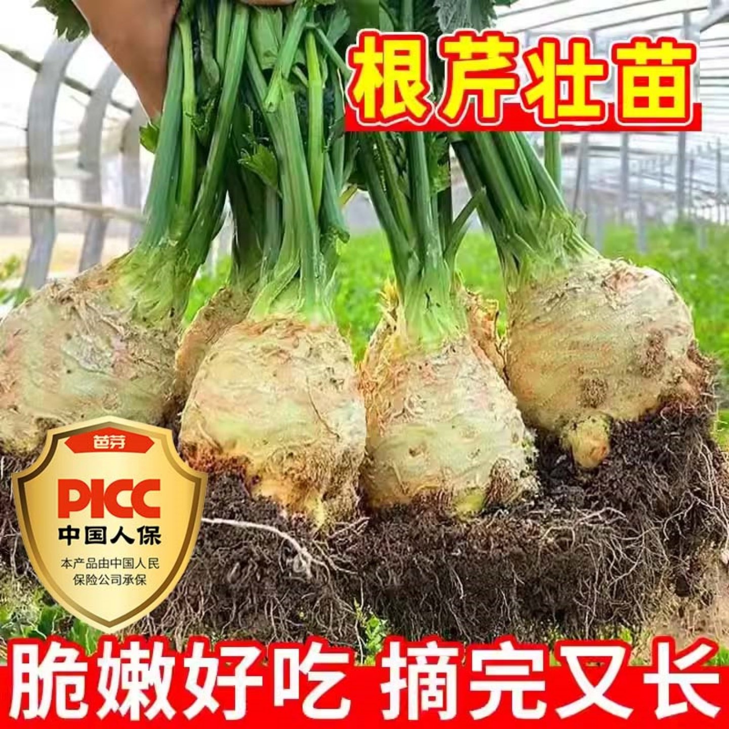 根芹球根芹疙瘩山东地中海根芹耐寒秋冬蔬菜正宗根芹老桩阳台种球,淘宝优惠券,粉丝福利购,淘宝优惠卷