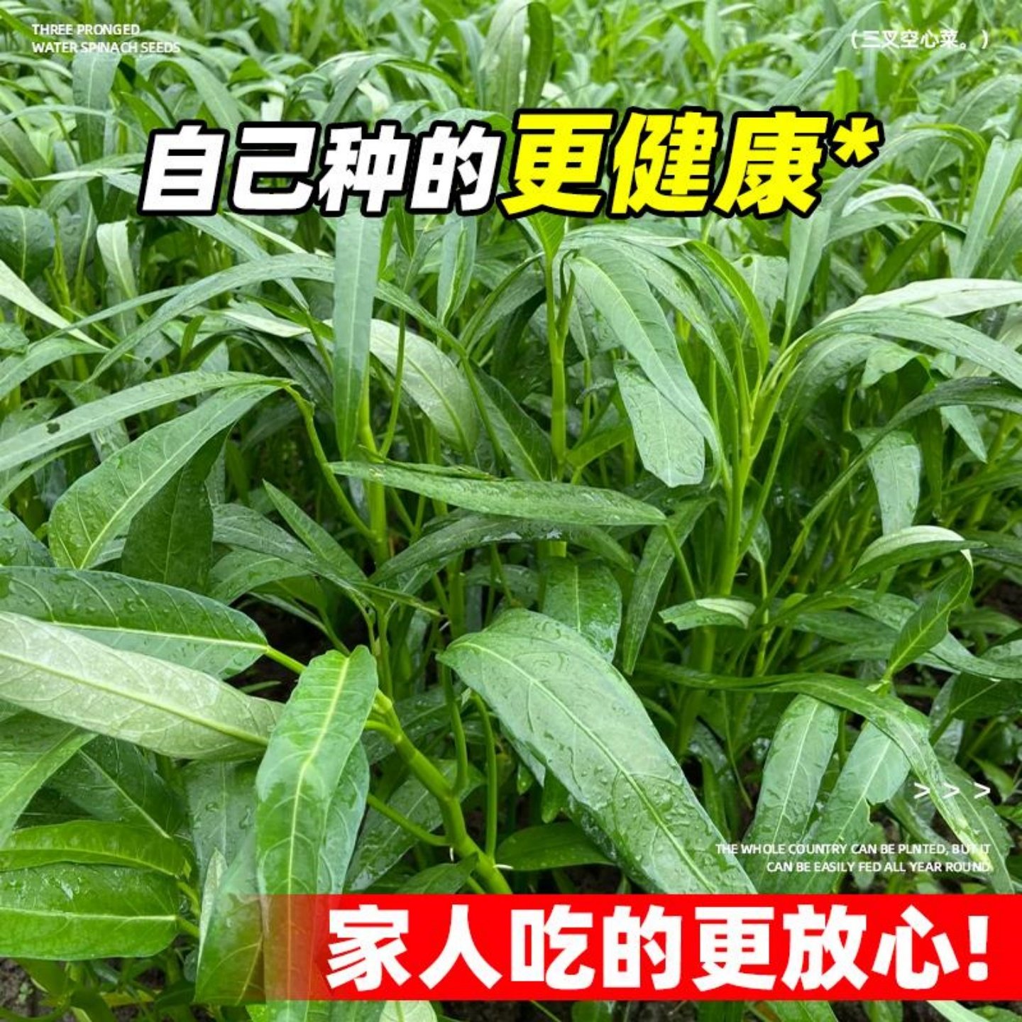 三叉空心菜苗子通心菜种籽四季高产阳台盆栽大叶青菜籽种蔬菜种孑,淘宝优惠券,粉丝福利购,淘宝优惠卷