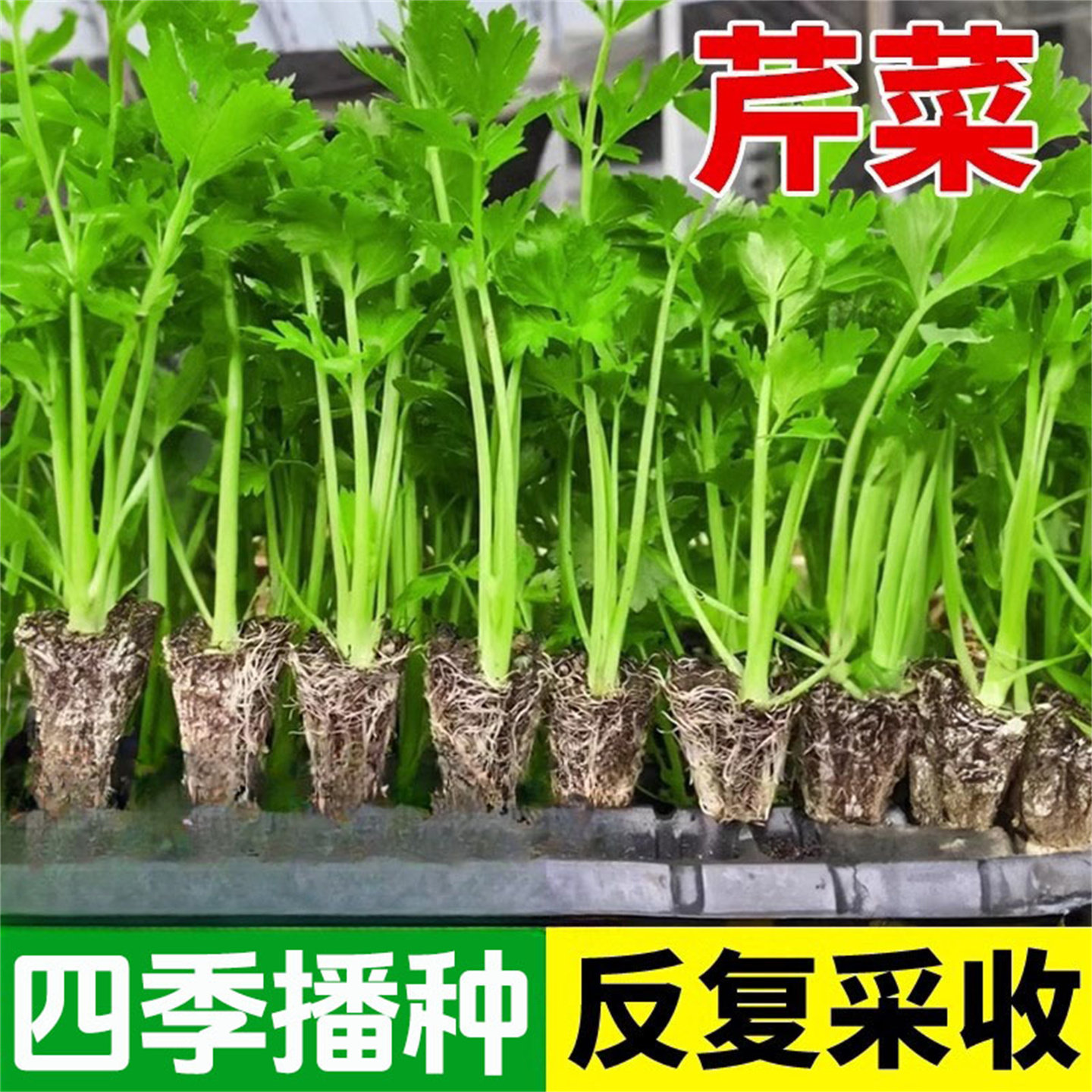 芹菜苗秧蔬菜苗种子籽孑阳台种植四季播番茄苗耐寒易活小香芹批发,淘宝优惠券,粉丝福利购,淘宝优惠卷