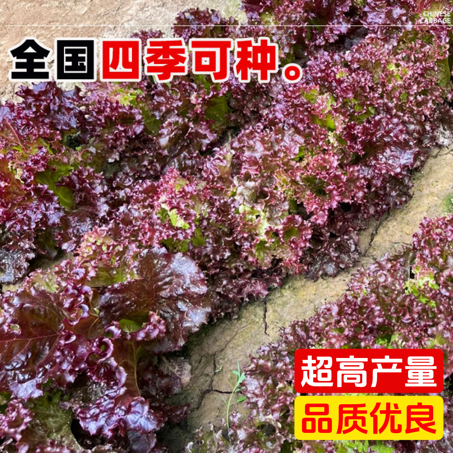 紫叶生菜种子有机沙拉菜种子四季种植耐寒热庭院大田蔬菜种子菜籽,淘宝优惠券,粉丝福利购,淘宝优惠卷