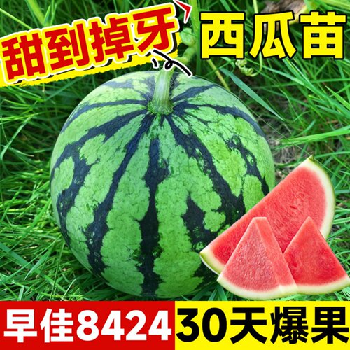 8424西瓜苗秧嫁接麒麟大西瓜盆栽种籽南方无籽西瓜水果蔬菜苗秧苗 - 图0