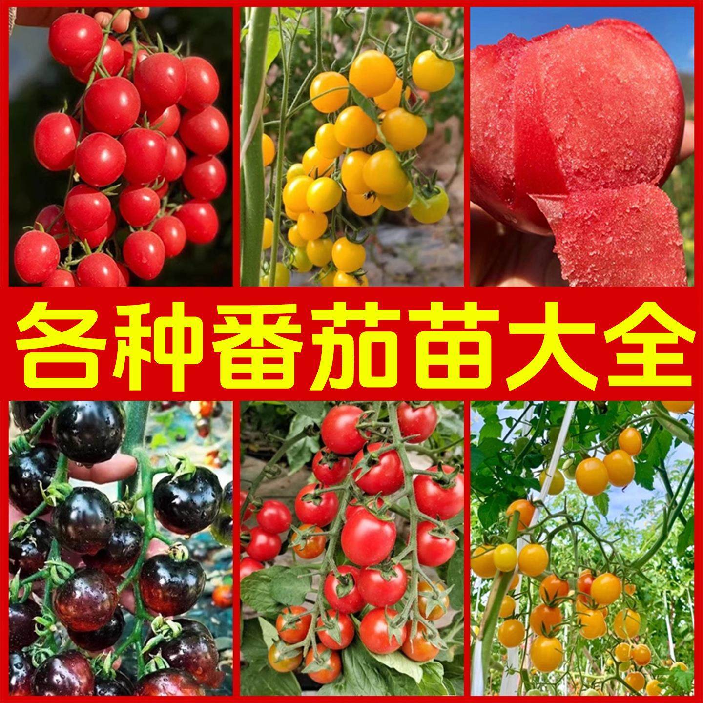 千禧圣女果种子种籽孑菜种小番茄苗秧西红柿蔬菜菜苗盆栽秧苗果苗,淘宝优惠券,粉丝福利购,淘宝优惠卷