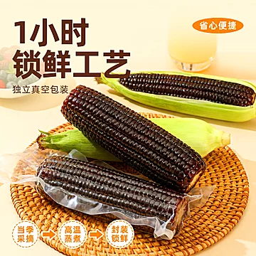 2025新玉米东北大棒糯玉米真空装8根[11元优惠券]-寻折猪
