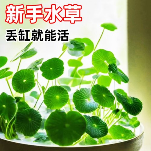 铜钱草懒人养鱼水草水培植物迷你增氧鱼缸生态专用造景净化水质的 - 图0