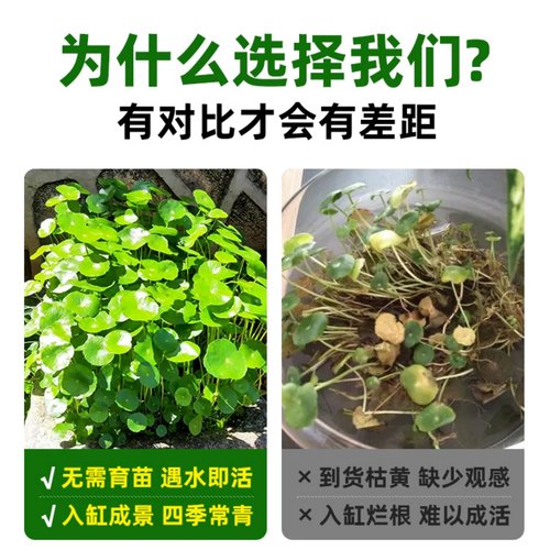 铜钱草懒人养鱼水草水培植物迷你增氧鱼缸生态专用造景净化水质的 - 图3