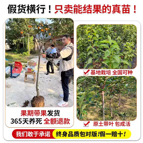 脆甜柿子树果苗南北方种植特大号老品种柿子树苗盆栽庭院果树耐寒 - 图1