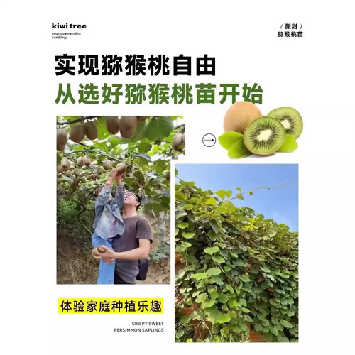 红心猕猴桃树果苗黄心嫁接盆栽地栽爬藤公母同株当年结果树苗种植 - 图2