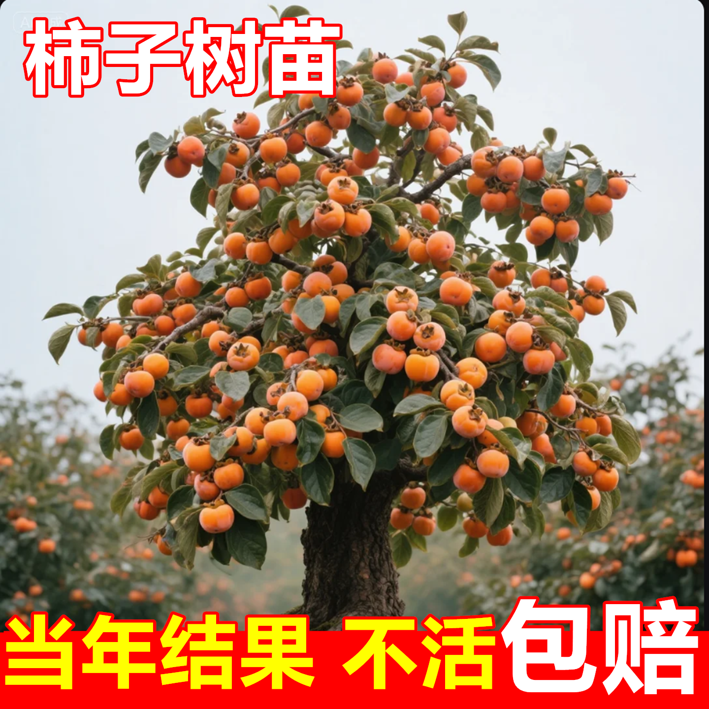 脆甜柿子树果苗南北方种植特大号老品种柿子树苗盆栽庭院果树耐寒,淘宝优惠券,粉丝福利购,淘宝优惠卷