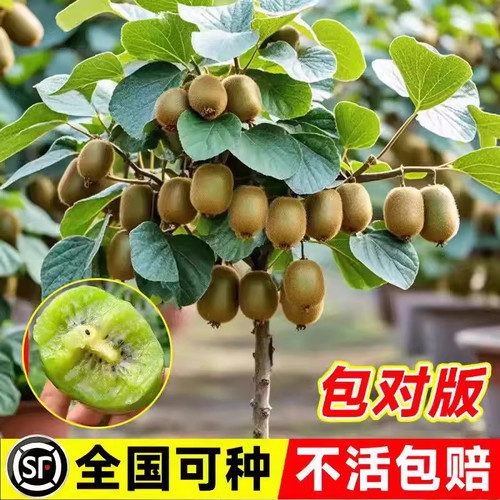 红心猕猴桃树果苗黄心嫁接盆栽地栽爬藤公母同株当年结果树苗种植 - 图3
