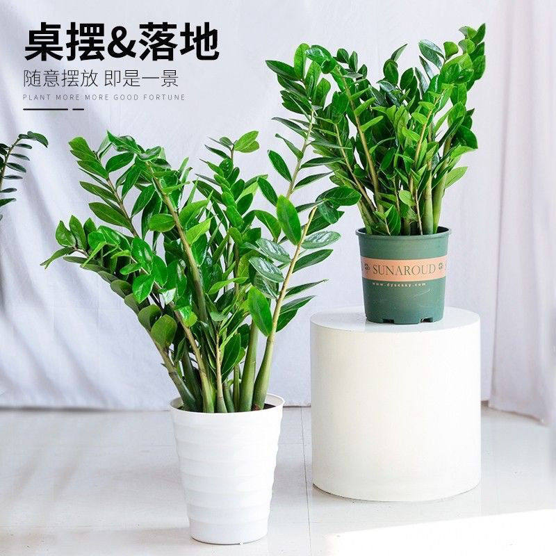 耐活大棵金钱树盆栽大绿植发财树落地室内客厅办公室植物花卉绿植,淘宝优惠券,粉丝福利购,淘宝优惠卷