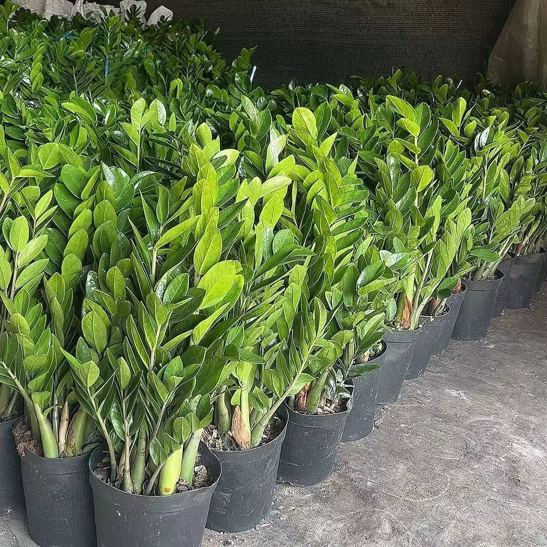 耐活大棵金钱树盆栽大绿植发财树落地室内客厅办公室植物花卉绿植,淘宝优惠券,粉丝福利购,淘宝优惠卷