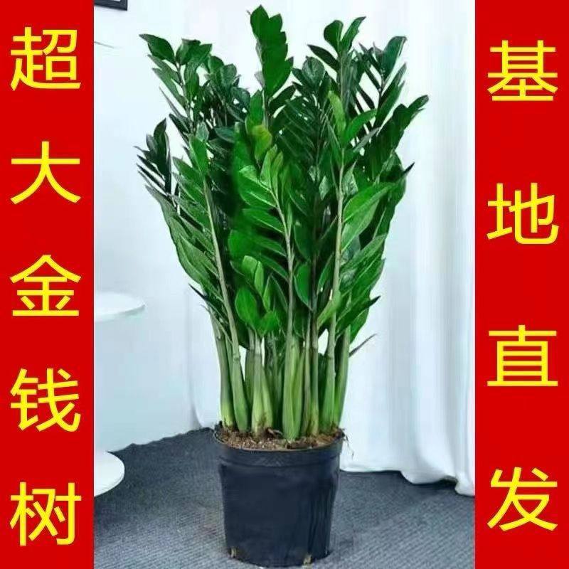 耐活大棵金钱树盆栽大绿植发财树落地室内客厅办公室植物花卉绿植,淘宝优惠券,粉丝福利购,淘宝优惠卷
