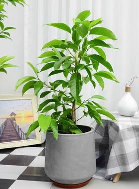 白兰黄兰浓香庭院花园阳台多年生四季种植易成活净化空气易成活