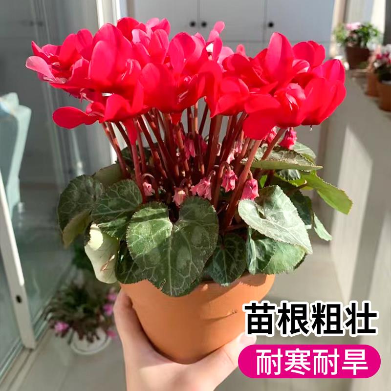 仙客来盆栽带花小苗大花重瓣大盆栽兔耳花丁香之青适合冬天种的花 - 图1