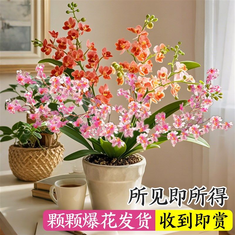 文心兰盆栽带花苞花苗梦香兰室内四季开花卉兰花阳台桌面好养绿植 - 图1