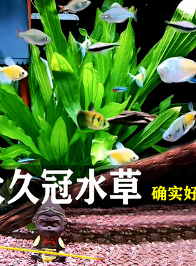 懒人鱼缸水草大久冠大叶榕植物淡水真草造景阴性增氧爬地珍珠沉木