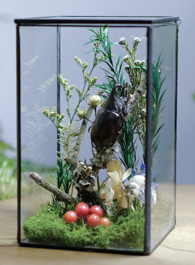 手作玻璃房植物生态微景观蝴蝶昆虫甲壳虫标本植物标本桌面摆件