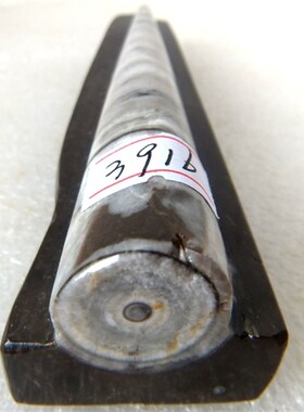 震旦角化石镇纸镇尺摆件角石菊石无脊椎动物三叶虫天然古生物9999