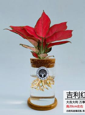 吉利红带盆水培大红中国红如意皇后小苗好办公室桌面水养植物