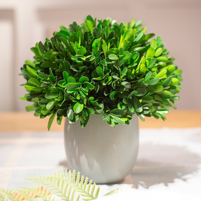 永生绿植室内盆栽小叶黄杨盆景客厅好养活四季植物客厅装饰品摆件 - 图2