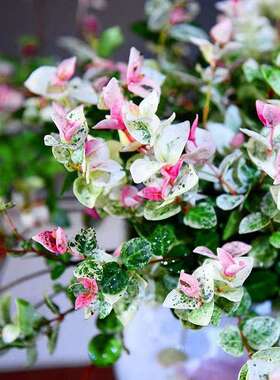 意境-花叶络石盆景新中式室内好养桌面摆件绿植花卉盆栽鲜活自然