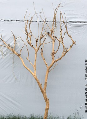 干树枝树装e饰树干造型艺术造景去皮本色玄关壁挂枯枝酒店婚庆摆