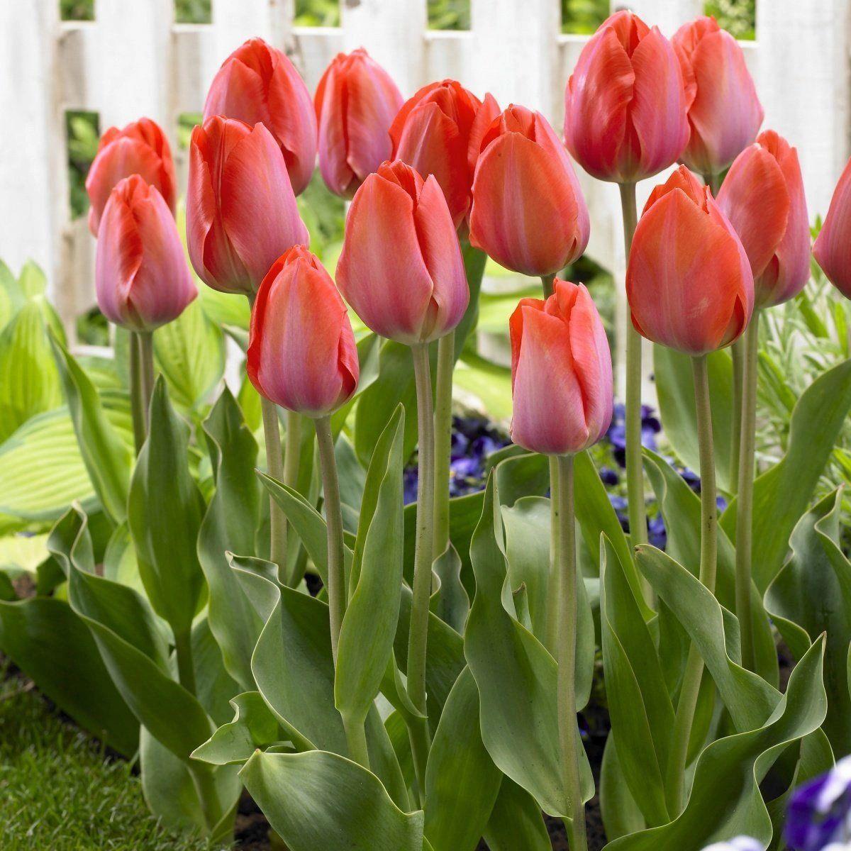 进口郁金香大种球5度球盆栽花卉水培土养耐寒室内外阳台鲜花植物 - 图2