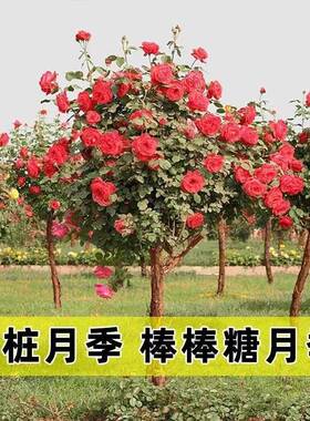 树桩月季花苗特大花多色花朵四季开花庭院高杆棒棒糖嫁接树状月季