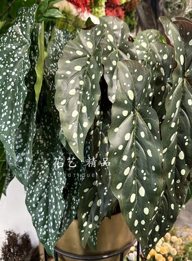 鳟鱼秋海棠叶地被植物蕨类仿真绿植户外花箱插花线条型叶材