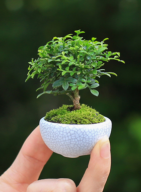 小叶九里香盆栽拇指创意绿植盆景迷你好养袖珍可爱办公室车载植物