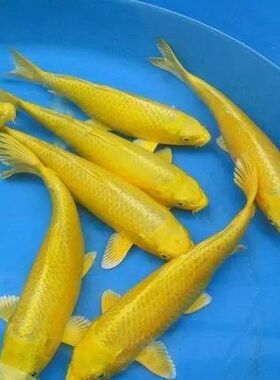 冷水淡水观赏鱼锦鲤鱼活鱼金鱼中国红小型好养红鲤鱼纯种小锦鲤