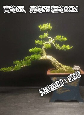 黄杨盆景植物大型老树桩造型提根小叶皱皮庭院客厅阳台珍珠雀舌